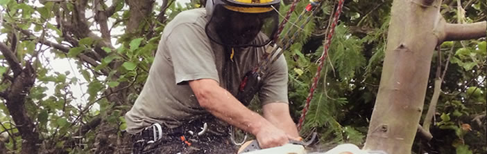 Pollarding & Coppicing