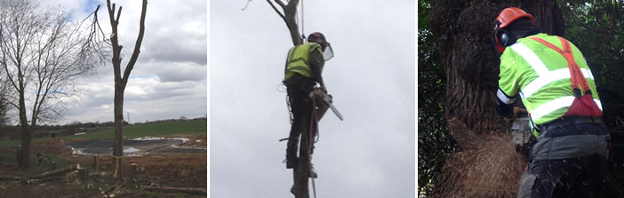 Tree dismantling and felling